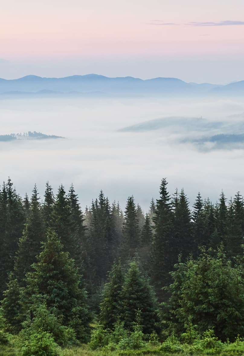 Brume au-dessus d'une forêt de conifères restaurée au lever du soleil