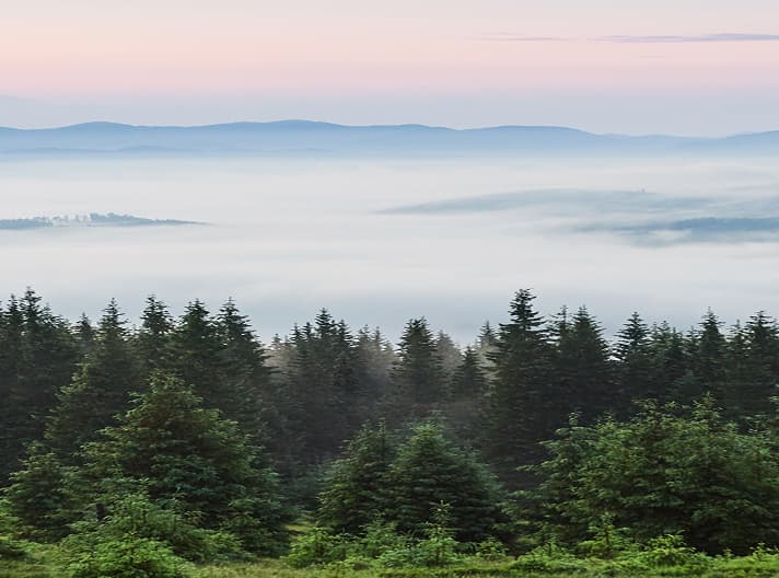 Brume au-dessus d'une forêt de conifères restaurée au lever du soleil
