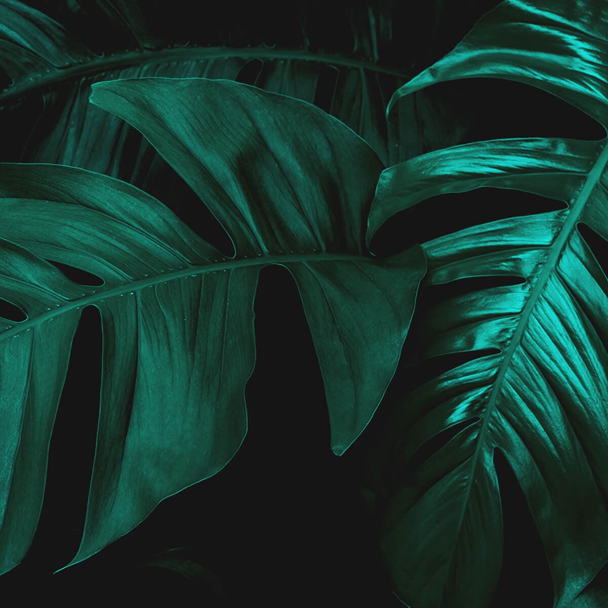 Foliage