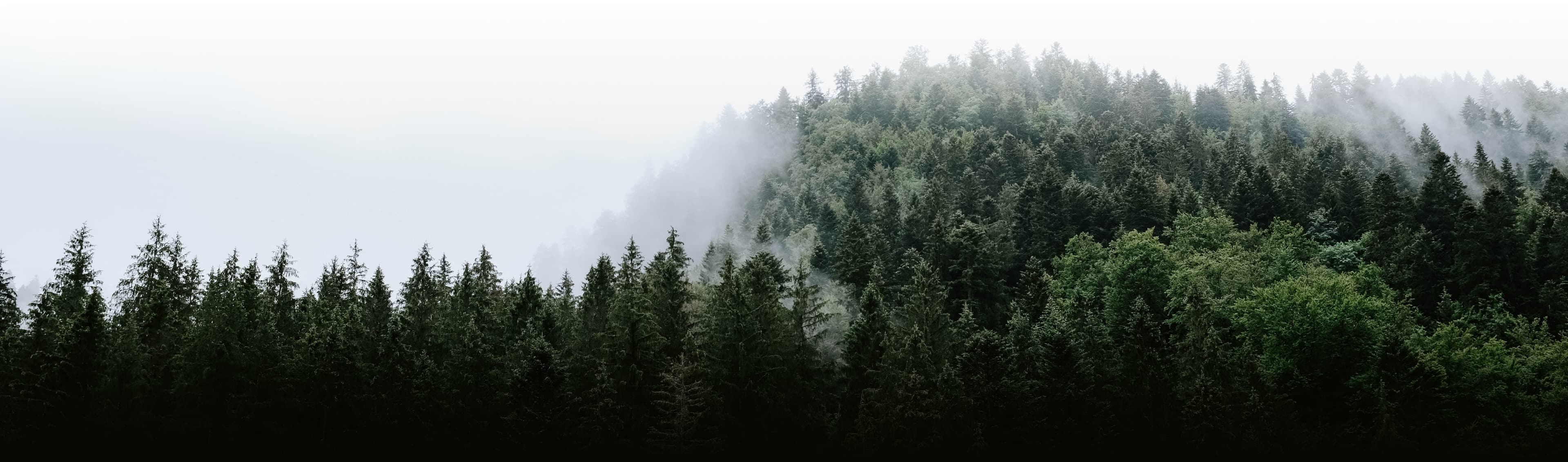 100,000 Trees Planted so far