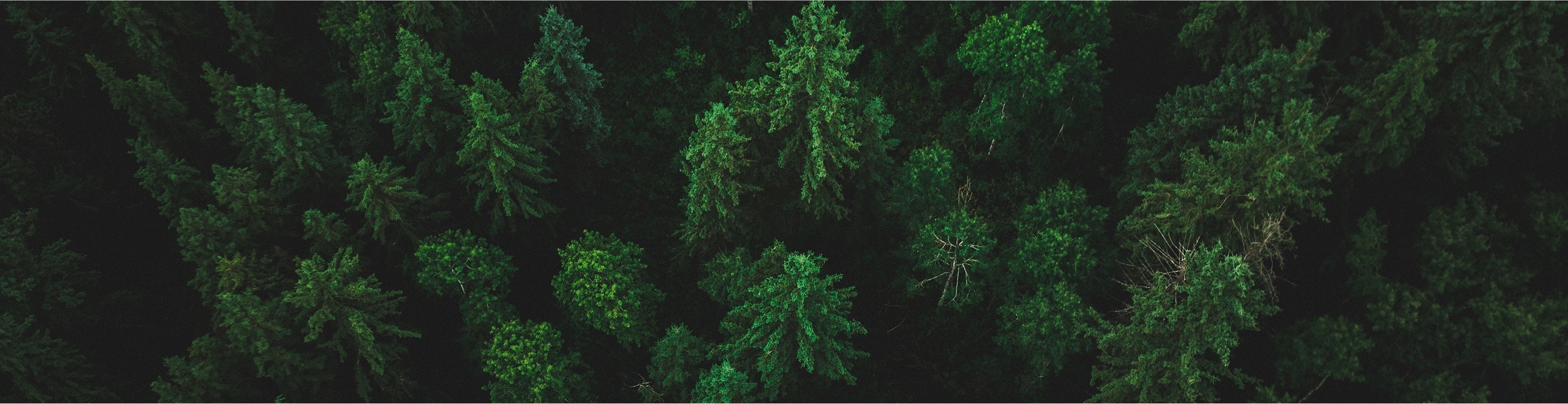 Watch Reaction Reel Cover