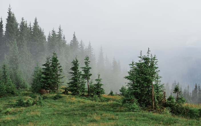 Over 100,000 trees planted around the world.